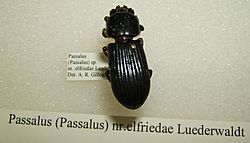 Passalus elfriedae sjh.jpg