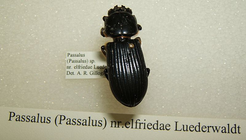 Passalus elfriedae sjh