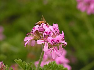 Archivo:Pelargonium graveolens and bee