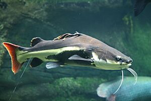 Archivo:Phractocephalus hemioliopterus - 1