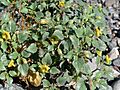 Physalis crassifolia 5