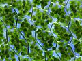 Plagiomnium affine laminazellen