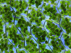 Archivo:Plagiomnium affine laminazellen