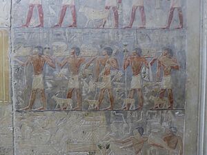 Archivo:Procession of Offerings in Ptahhotep's Saqqara Tomb