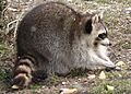 Procyon lotor 2