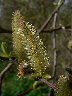 Salix sitchensis 38179.JPG