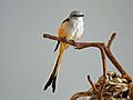 Scissor-tailed Flycatcher RWD7