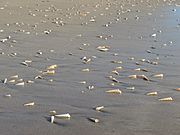 Sea shells, playa grande, costa rica.jpg