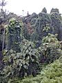 Starr 011205-0041 Paederia foetida
