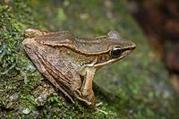 Sylvirana faber, Bronzed frog - Khao Khitchakut National Park.jpg