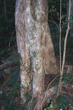 Archivo:Syzygium australe - Mt Keira