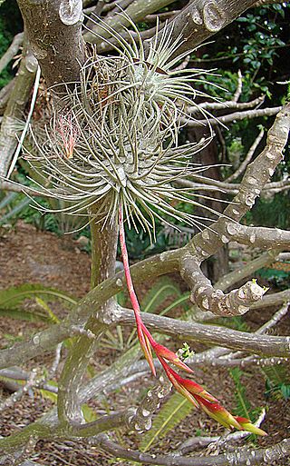 Tillandsia fuchsii, the Pincushion Airplant (9299622311).jpg