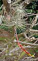 Tillandsia fuchsii, the Pincushion Airplant (9299622311)