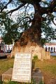 TreeSignLaPochotaChiapa