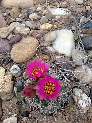 Archivo:Uinta Basin Hookless Cactus (Sclerocatus wetlandicus) (16797323789)