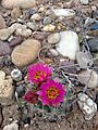 Uinta Basin Hookless Cactus (Sclerocatus wetlandicus) (16797323789)