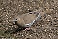 White-winged Dove National Butterfly Center Mission TX 2018-02-28 15-32-35 (40620772732)