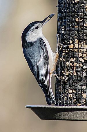 Archivo:White Breasted Nuthatch (11168134406)