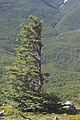 Windswept tree TdP