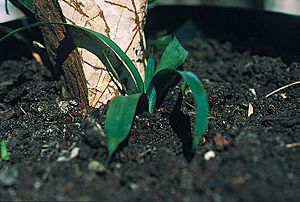 Archivo:Yucca lacandonica fh 0376 MEX in cultur B