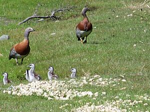 Archivo:Abutardas en Moquehue 100 0156