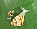 Achatinella fuscobasis 63974826