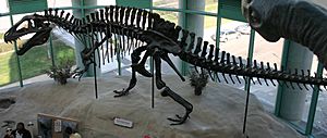 Archivo:Acrocanthosaurusskeleton