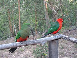 Archivo:Alisterus scapularis - Australian King Parrot pair