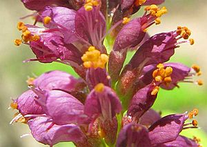 Archivo:Amorpha fruticosa-flowers