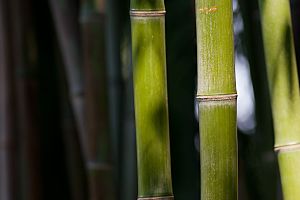 Archivo:Bamboo Feb09