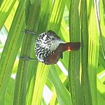 Archivo:Berlepschia rikeri - Point-tailed Palmcreeper
