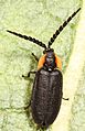 Black Firefly - Lucidota atra, Patuxent National Wildlife Refuge, Laurel, Maryland