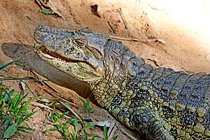 Archivo:Brazil-01594 - Broad-snouted Caiman (48994739478)