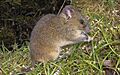 Burneo’s Oldfield Mouse (Thomasomys burneoi) (Vertebrate Zoology 2022)