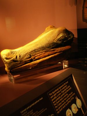 Archivo:Calusa carved gator head on display at the Florida Museum of Natural History