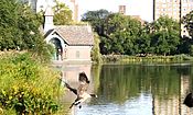 Canada geese fly over Central Park footpath to Harlem Meer 05