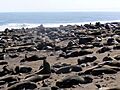 Cape Cross Osos