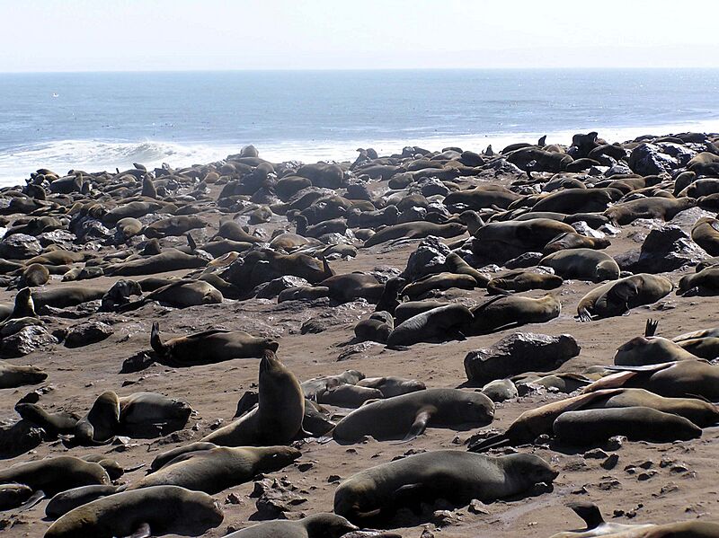 Cape Cross Osos