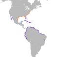 Charadrius wilsonia map