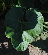Compact C maxima plant - leaf of a "zapallito" plant
