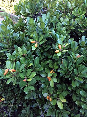 Archivo:Corynocarpus laevigatus Rarangi NZ