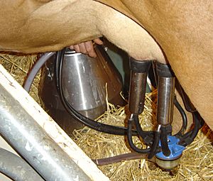 Archivo:Cow milking machine in action DSC04132