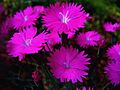 Dianthus - 4
