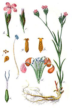 Archivo:Dianthus armeria Sturm22