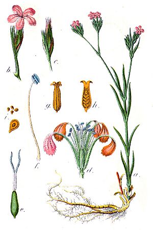 Archivo:Dianthus armeria Sturm22