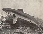Archivo:Early Shark