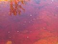 El río Tinto a su paso por Niebla, Ildefonso Grados 3
