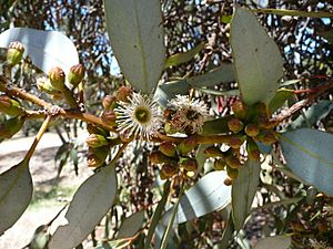 Archivo:Eucalyptus dumosa. White Mallee. Congoo Mallee. (4193874295)