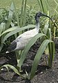 Fauna de Australia01