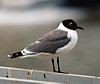 Franklin's Gull Brisbane98.jpg